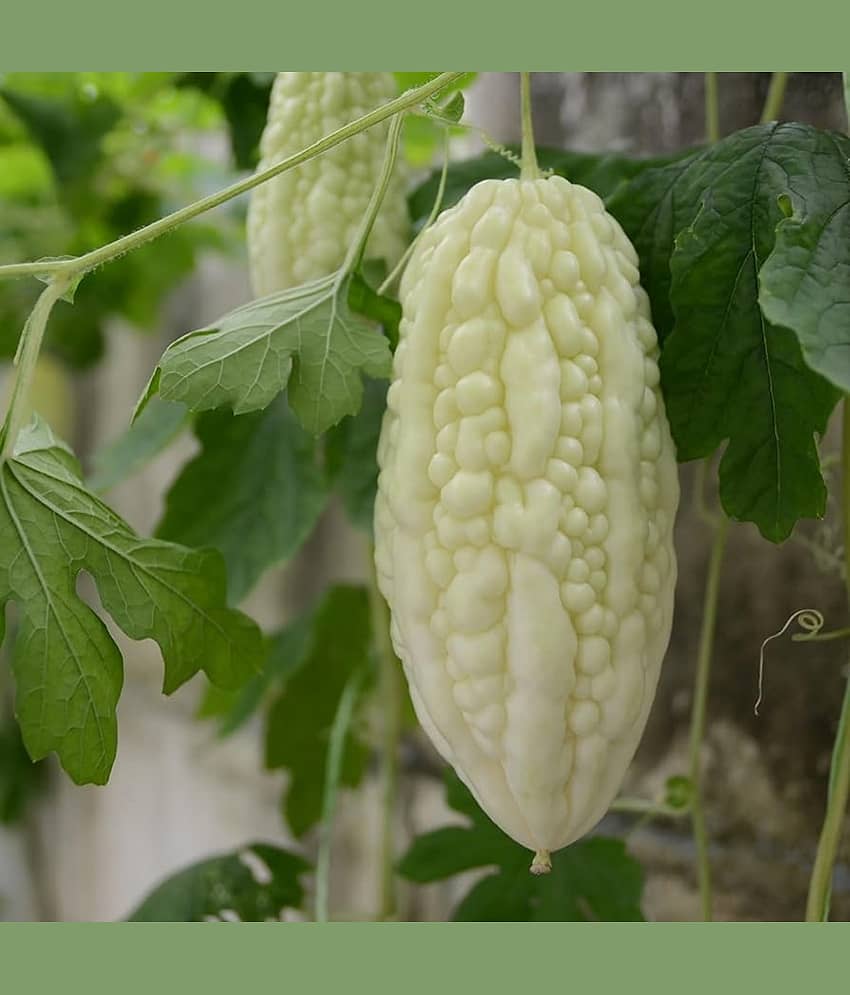 Jignisha Seeds Hybrid Bitter Gourd Vegetable ( 15 Seeds )