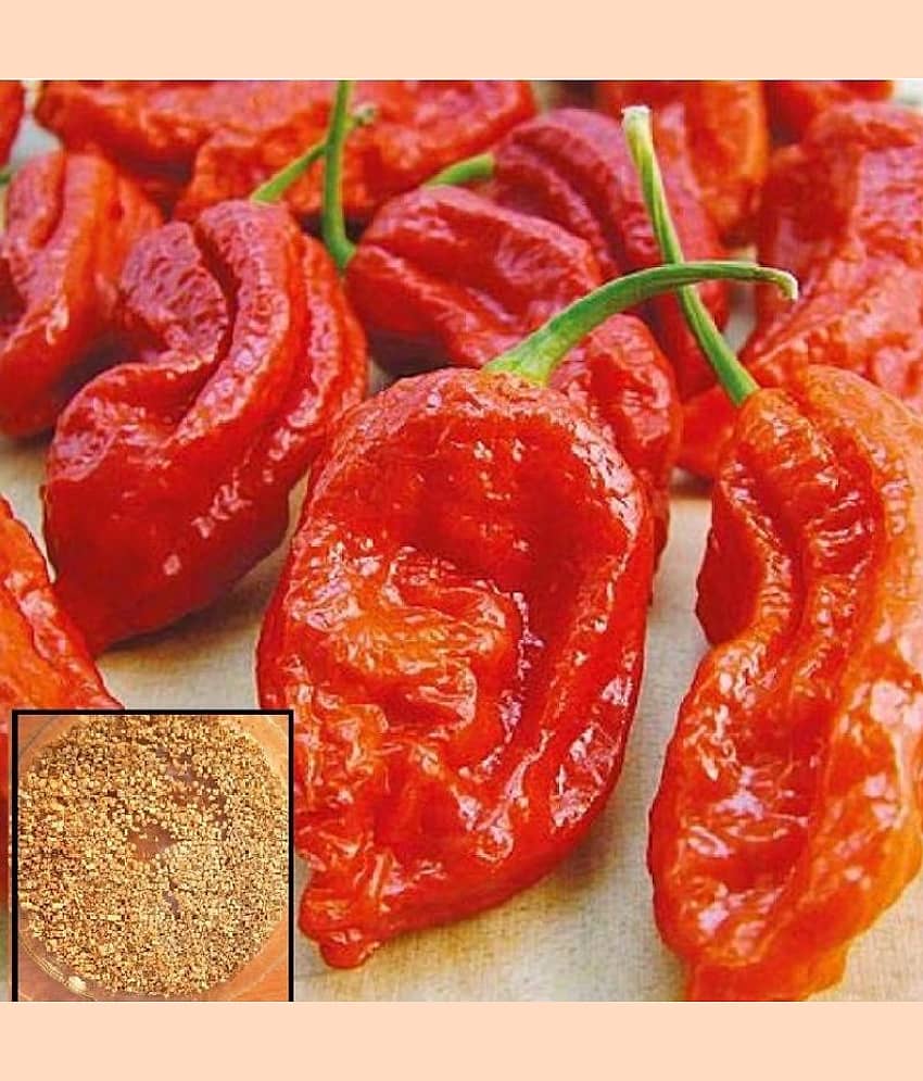 homeagro - Chilli Vegetable ( 50 Seeds ) view 2