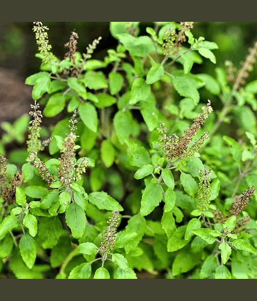 Jignisha Seeds Tulsi (Holy Basil) Herb ( 100 Seeds ) view 2