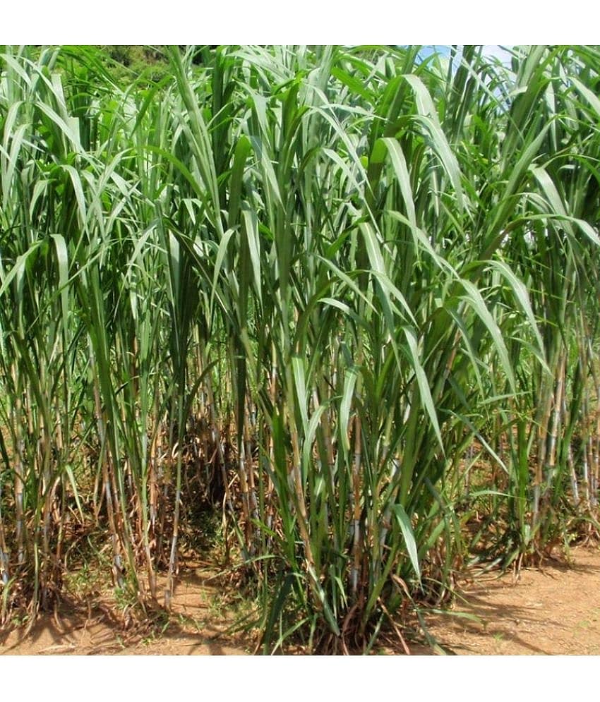 GREEN EARTH JUMBO GRASS SEEDS Nederland grass 500 seeds best for animal feeding view 2