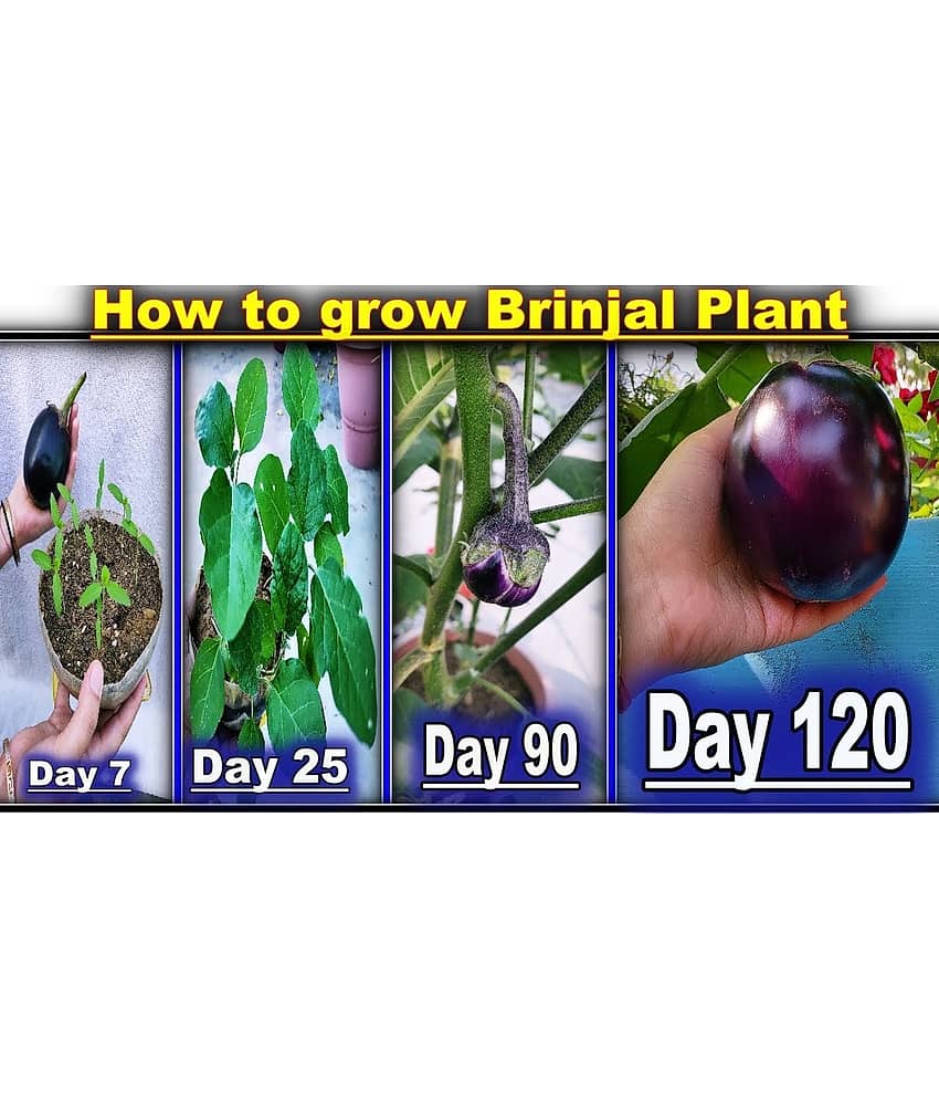 Home garden Brinjal (Bengan) mix Quality Seeds - Pack of 100 seeds + free seeds view 2
