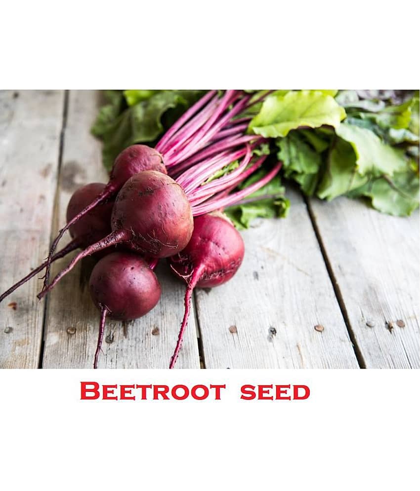 Beetroot Microgreens Organic Vegetable Seeds ( 50 Seeds per packet) view 2