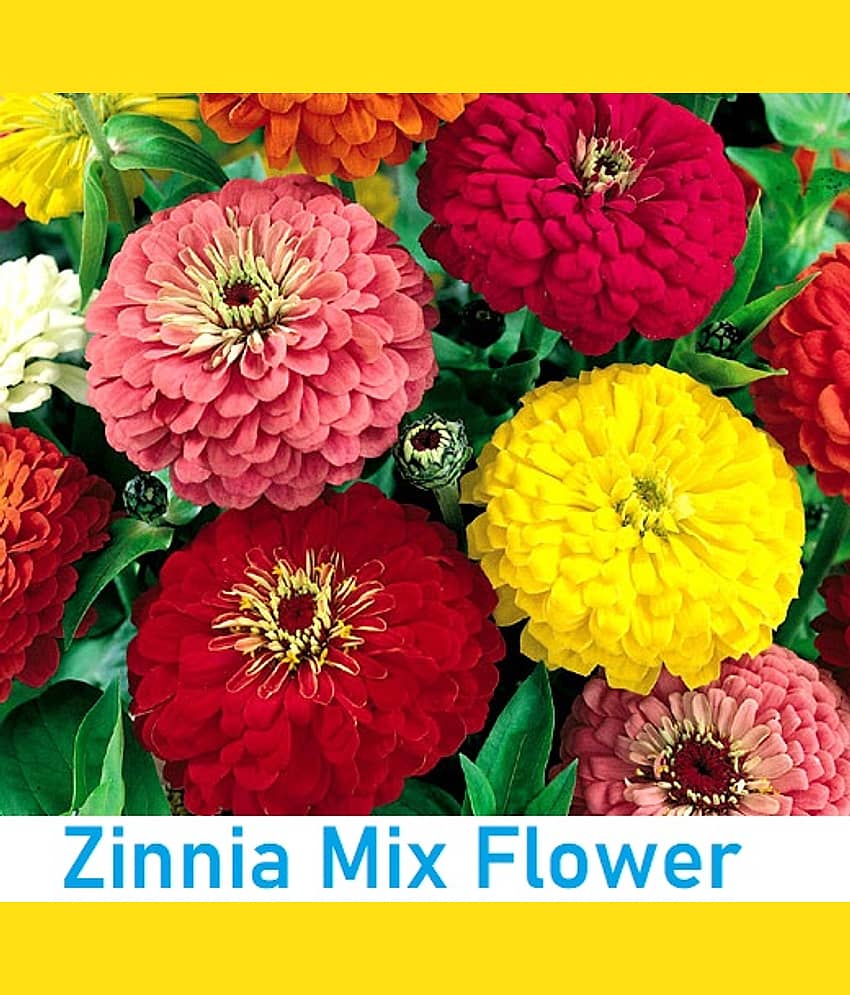 Zinnia Double Mix Flower Seeds (Multicolour, Pack of 25 )