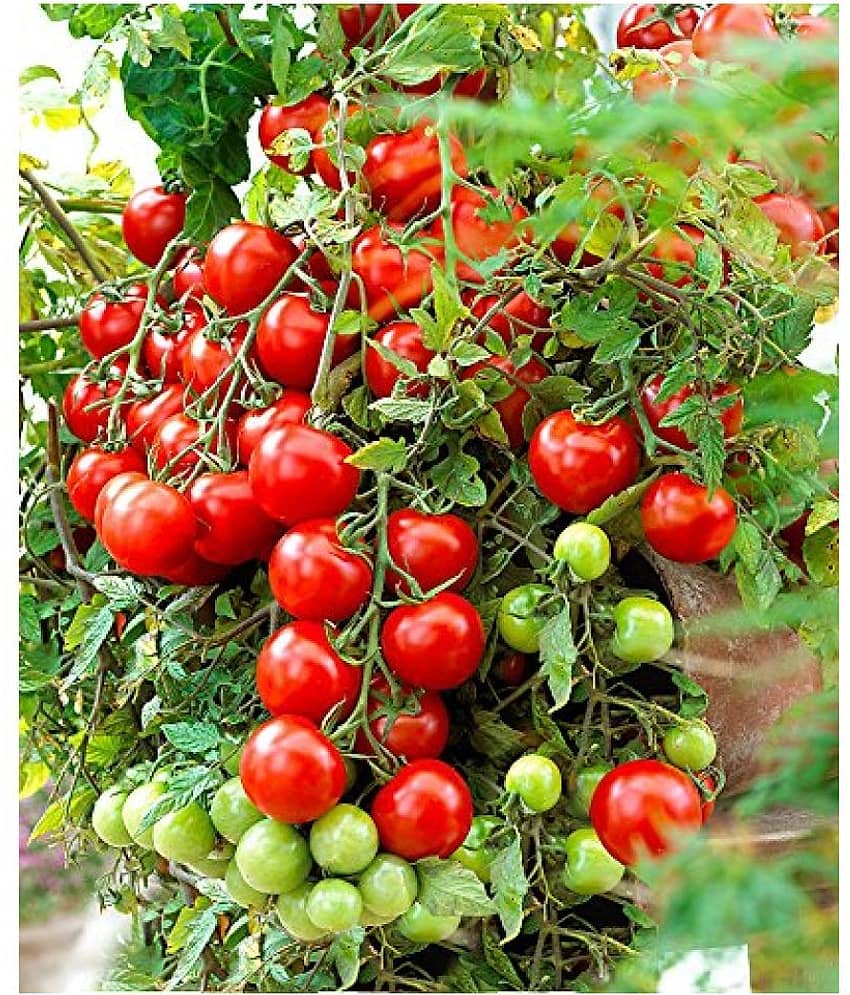 Hybrid Indian Tomato | Tamatar 50 Seeds Pack view 2
