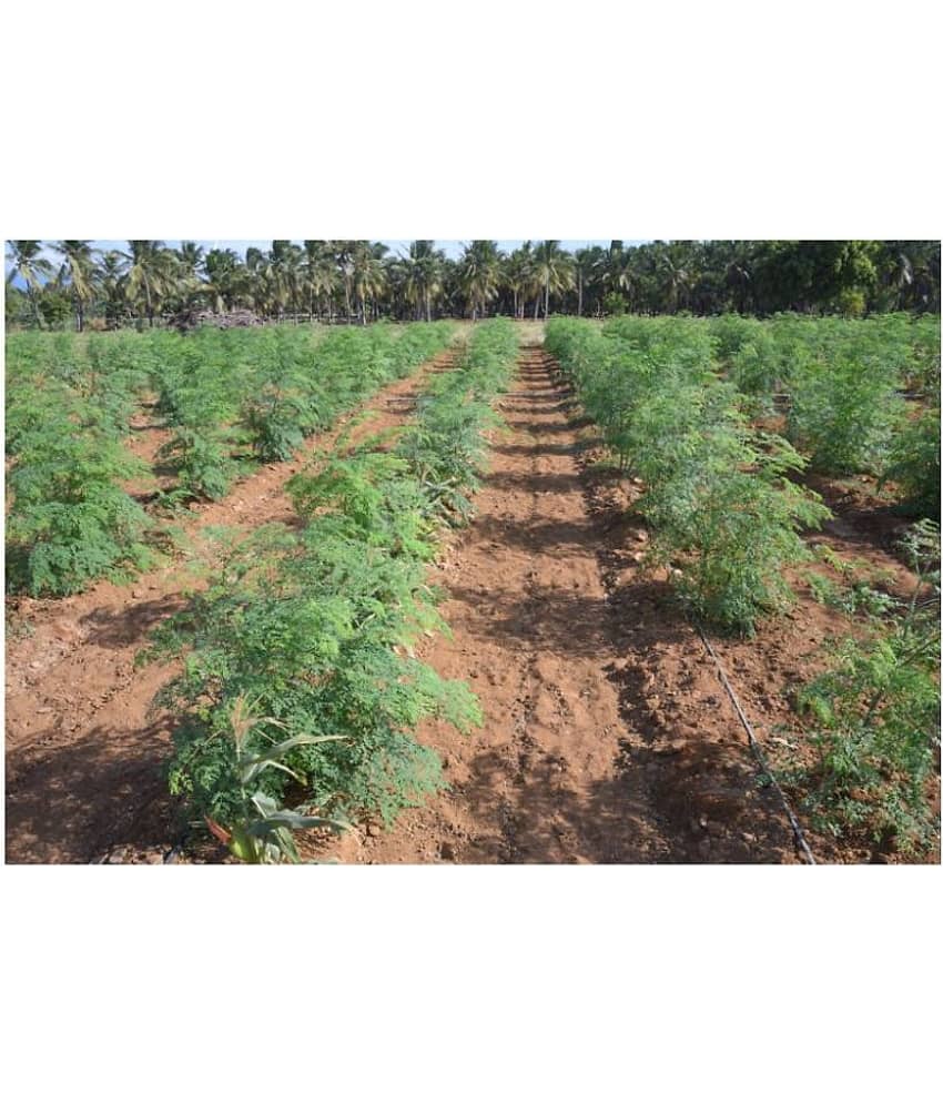 Dwarf Hybrid Drumstick Moringa Oleifera Short Dwarf Variety Vegetable Seeds Pack Of 15 Seeds view 2