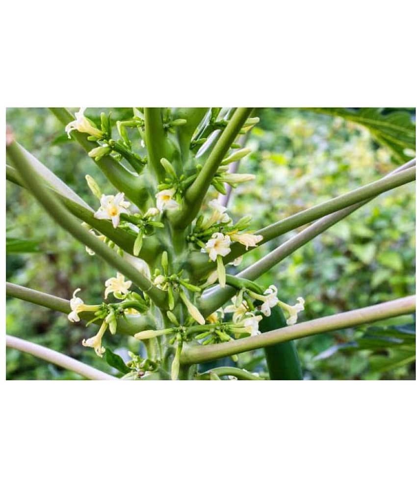 Papaya F 1 Hybrid Seeds Pack - 50 seed + Instruction Manual view 2
