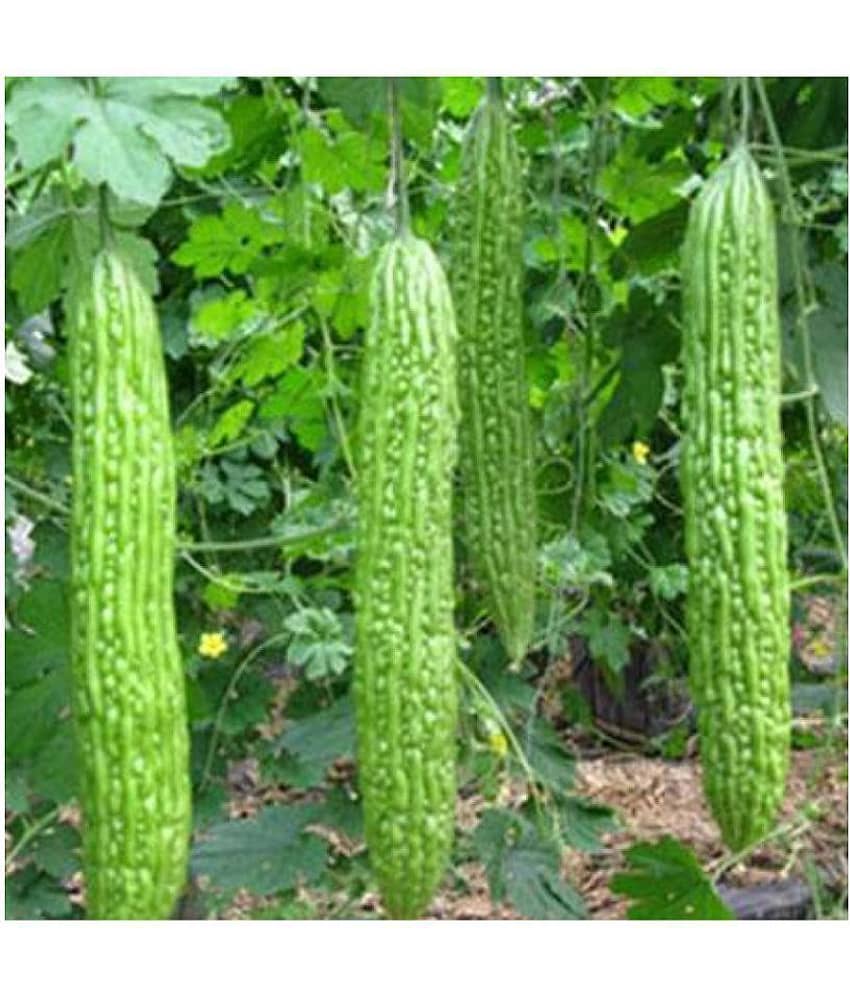Recron 15 Seeds of High Yield Bitter Gourd Pali F1 Hybrid Green Long for Terrace Balcony Kitchen Poly House Gardening view 2