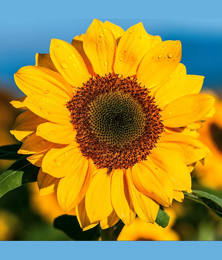 Sunflower Russian Big Yellow Color Flower Seeds Pack Of 30 | Indoor And Outdoor | for Planting in Home Kitchen Terrace Balcony Gardening view 2