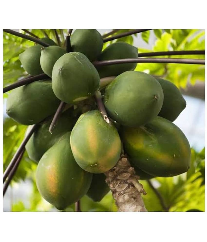 Papaya Fruit Hybrid (Papita) Seeds - 40 + Instruction Manual