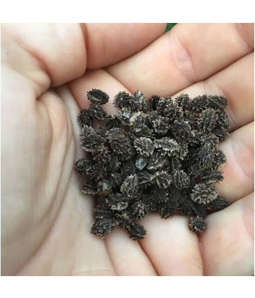 Papaya Fruit Hybrid (Papita) Seeds - 40 + Instruction Manual view 2