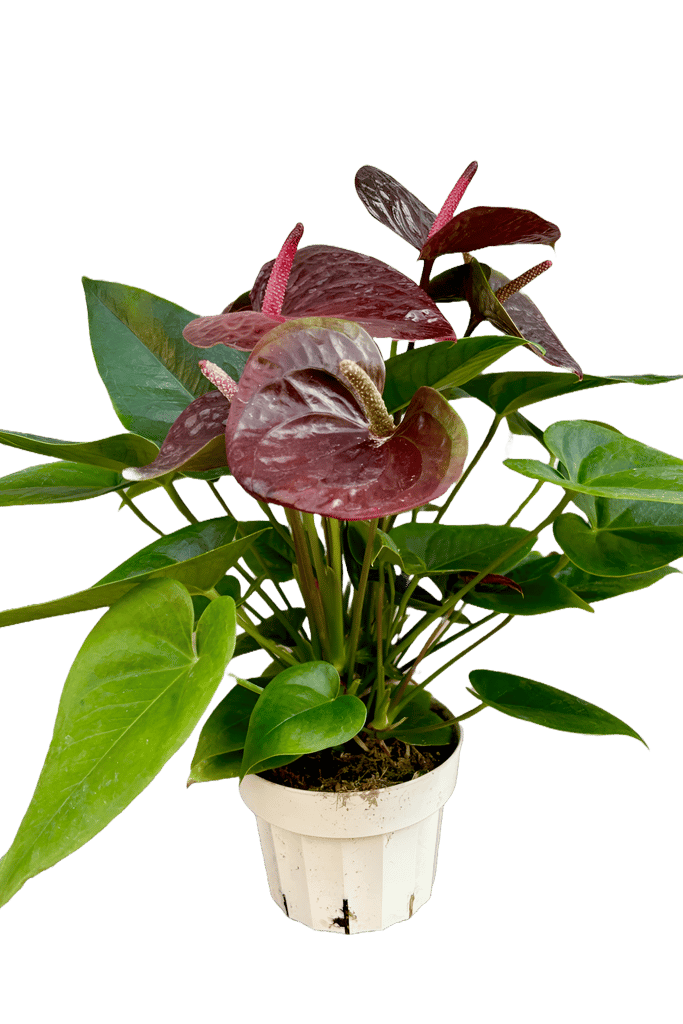NSC ANTHURIUM BROWN PLANT view 2