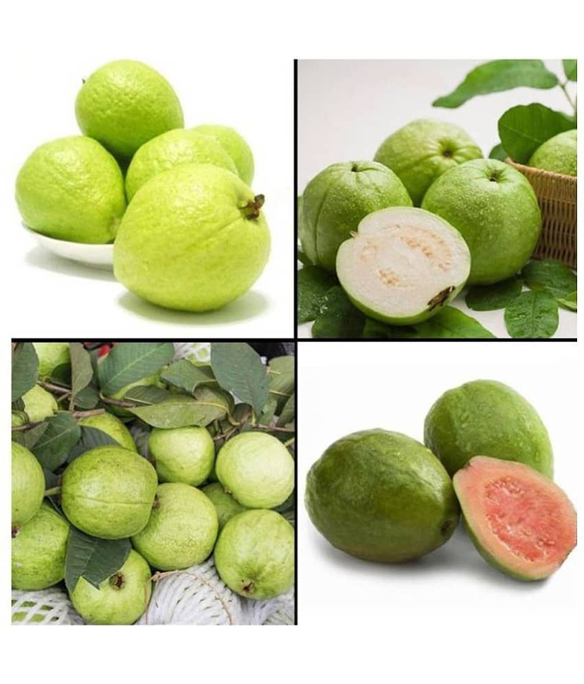 Royal Paradise Garden Rare Kiwi Fruit Plant Seeds +Dwarf Mixed Organic Large Sweet Guava Seeds view 2