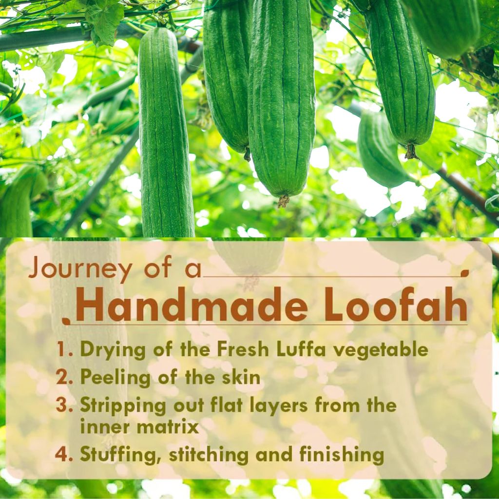 TANMAN ORGANICS 100% Natural Natural Sun Dried Bath Loofah | Body Sponge and Scrubber for Men and Women | Eco-Friendly | Biodegradable | Organic Exfoliating Luffa Scrubber | Pack Of 1 view 2