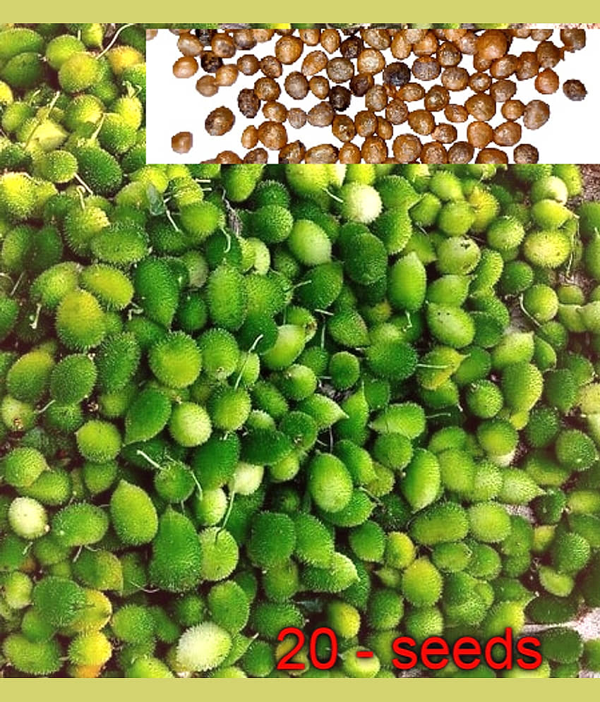 Spiny Gourd Kantola - Kankoda Vegetable Seeds (Pack of 20 Seeds ) + cocopeat soil free view 2