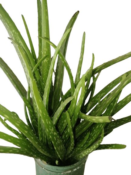 Aloevera Plant view 2