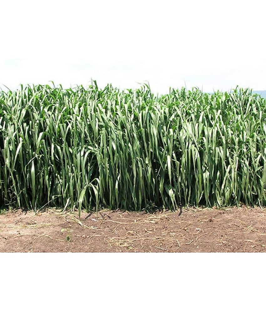 SUPER NAPIER GRASS ( PACK OF 500 SEEDS) WITH MANUAL view 2