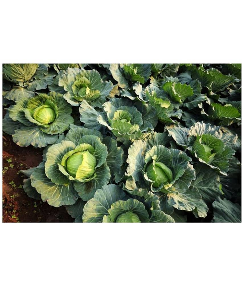 Cabbage Green hybrid Seeds - 25 Seeds Pack view 2