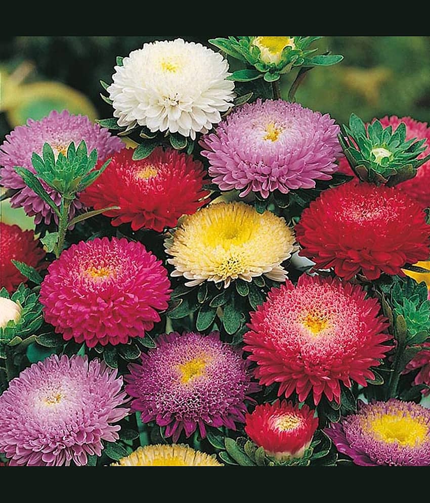 Aster ‘Mix’ F1 Hybrid Flower Seeds for Summer Season Pack 50 Seeds Packet view 2