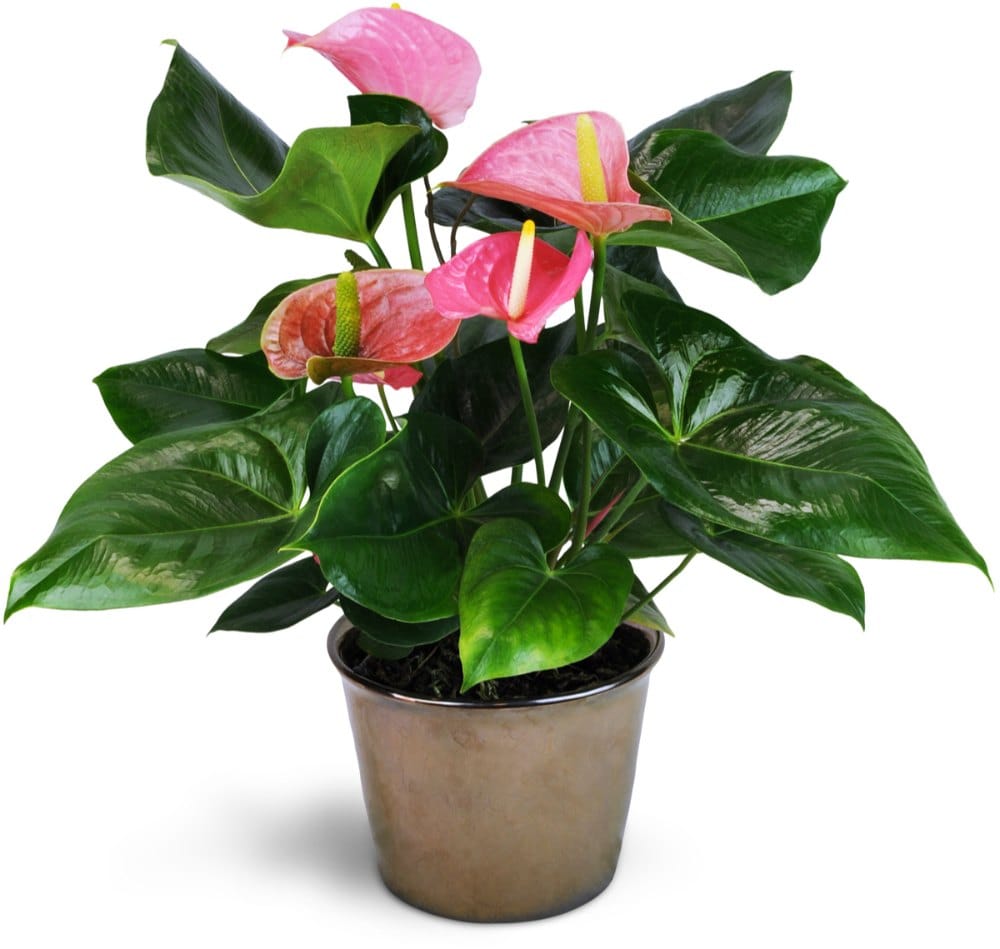 Pink Anthurium Flower Plant view 2