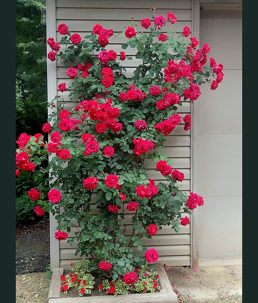 Azalea Gardens Rose Flower Seeds "Red Climbing Rose" 20 Seeds Pack + Instruction Manual Inside Package view 2