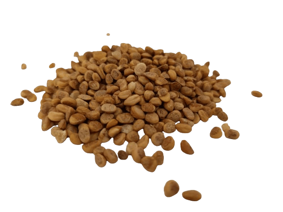 CHIRAUNJI (Charoli seed) view 2