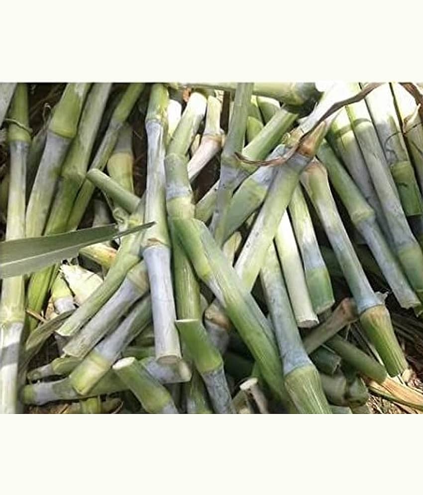 SUPER NAPIER Grass seed - 500 seeds/Pack, FOR OUTDOOR GARDENING USE FOR ANIAMAL FOOD Instruction Manual Inside Package view 2