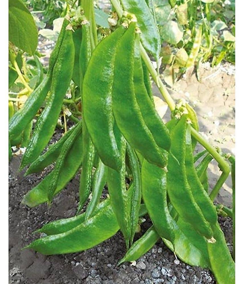 Flat green beans pack of 30 seeds view 2