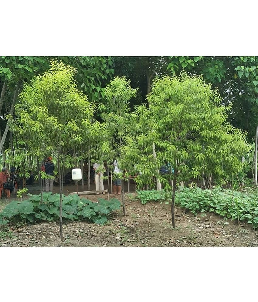 Jignisha Seeds Sandalwood Plant ( 10 Seeds ) view 2