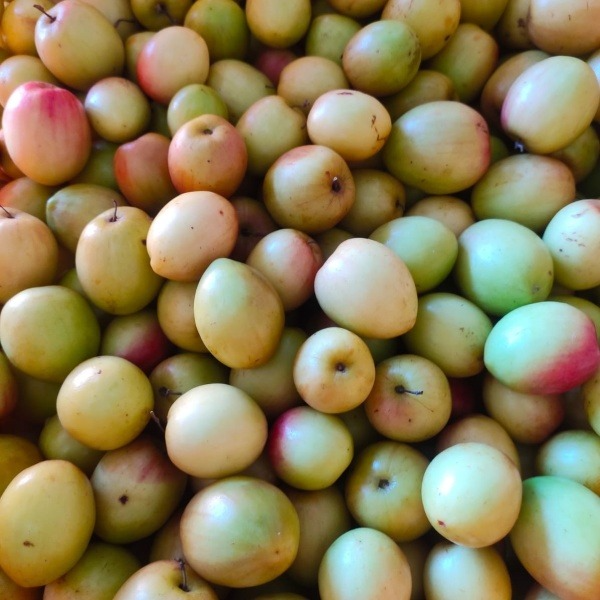 Apple Bogori - 1 kg - Per Kg view 2