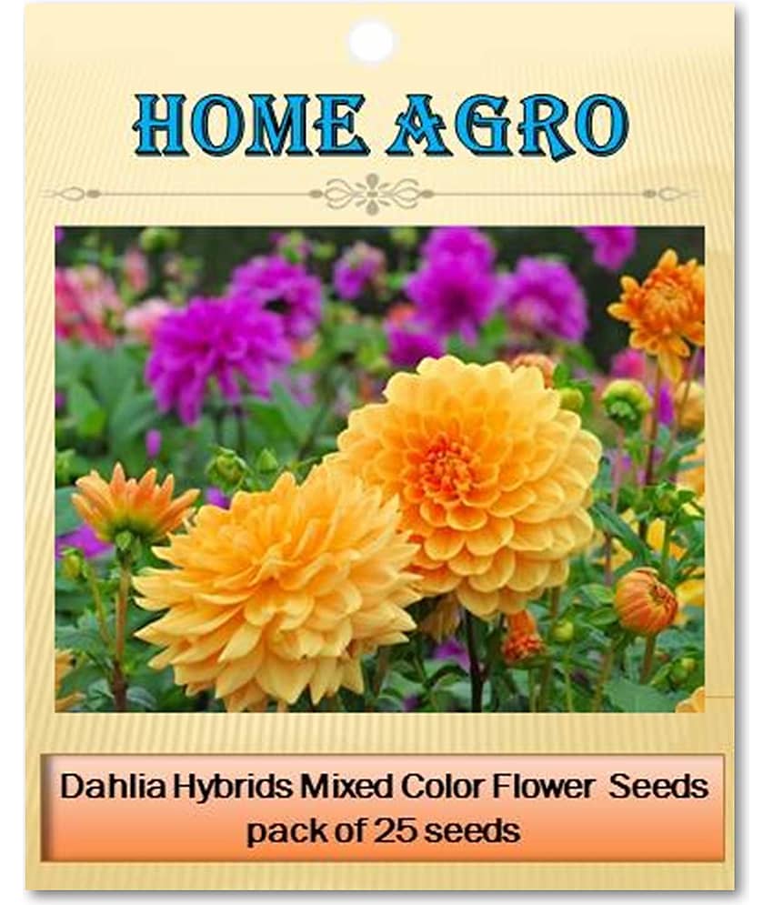 homeagro - Dahlia Mixed Flower ( 25 Seeds ) view 2