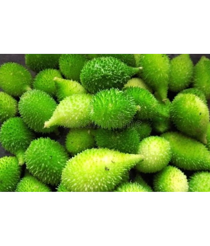 homeagro - Kantola Vegetable ( 20 Seeds ) view 2