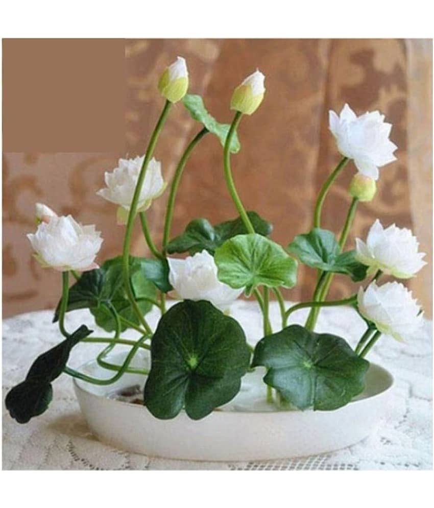Lotus Seeds : Mix Color Aquatic Lotus Water Plant Seeds (15+ Seeds) view 2