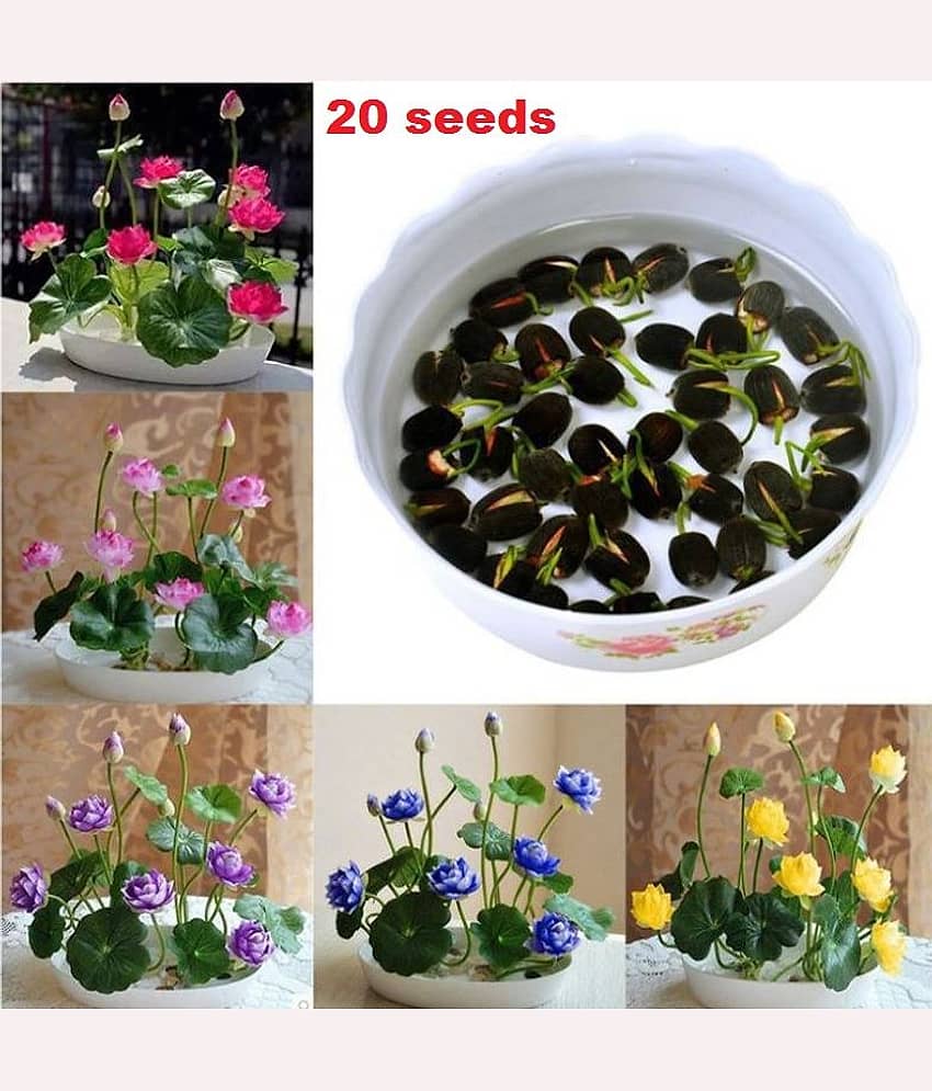 Lotus Flower Seeds - 20 seed - Pink & White Colors view 2