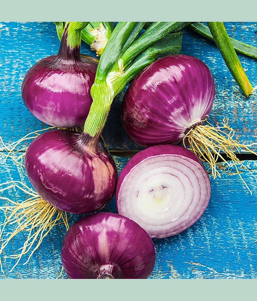 Red Round Onion (Lal Kanda, Pyaj/Pyaz Ke Beej) Vegetable Seeds Pack Of 500 | Organic | for Planting in Home Kitchen Terrace Balcony Gardening view 2