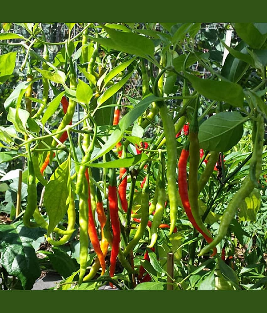 Green Chilli (Hari Mirchi ke beej) Vegetable Seeds Pack Of 50 | Organic | for Planting in Home Kitchen Terrace Balcony Gardening view 2