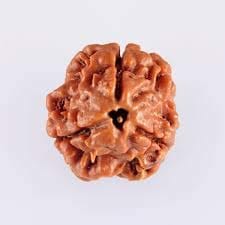 3 Mukhi (Three Faced) Nepali Rudraksha, Original & Certified Nepali Rudraksha for Astrological Benefits view 2