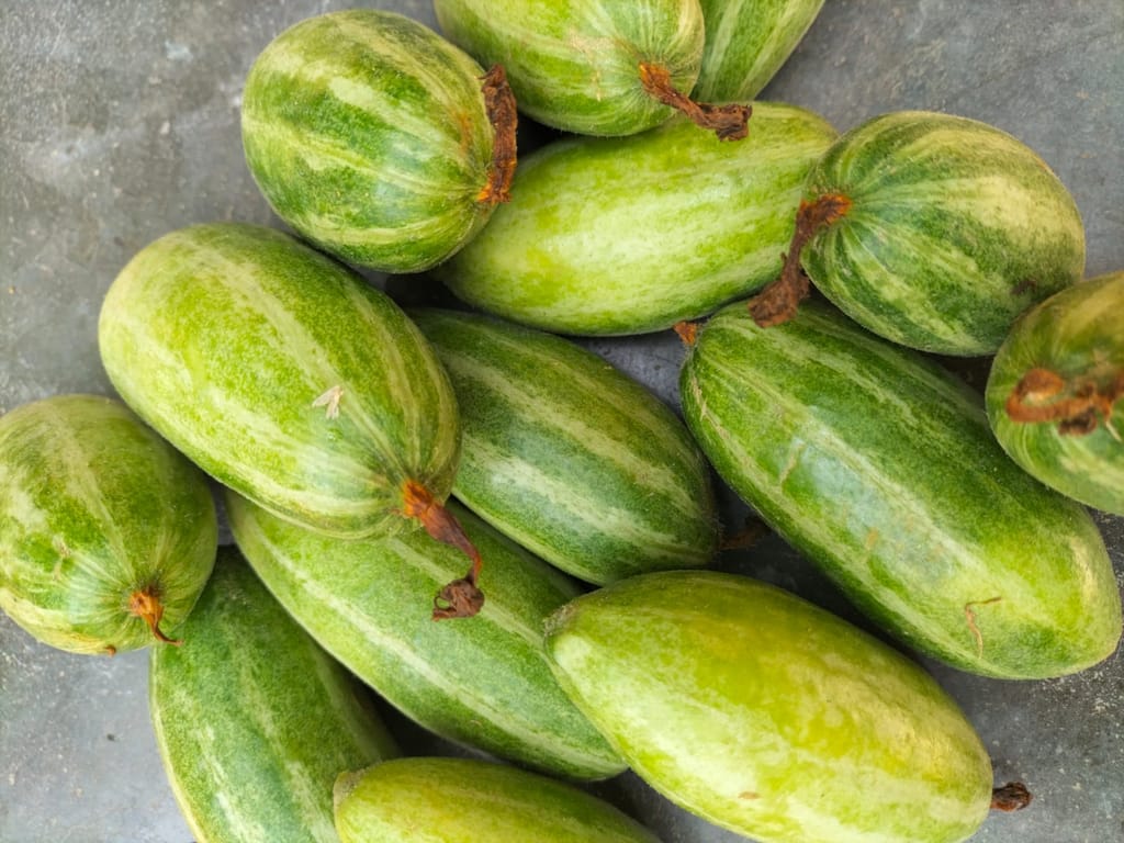 Pointed Gourd/Parwal view 2