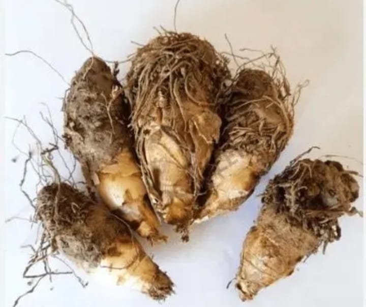Samangi (Rajakandha) bulb(100gms) view 2