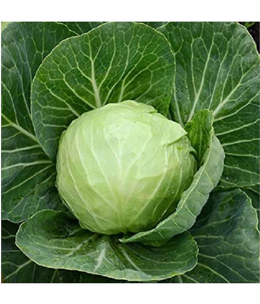homeagro Cabbage hybrid Vegetable Seeds - 50 Seeds Pack