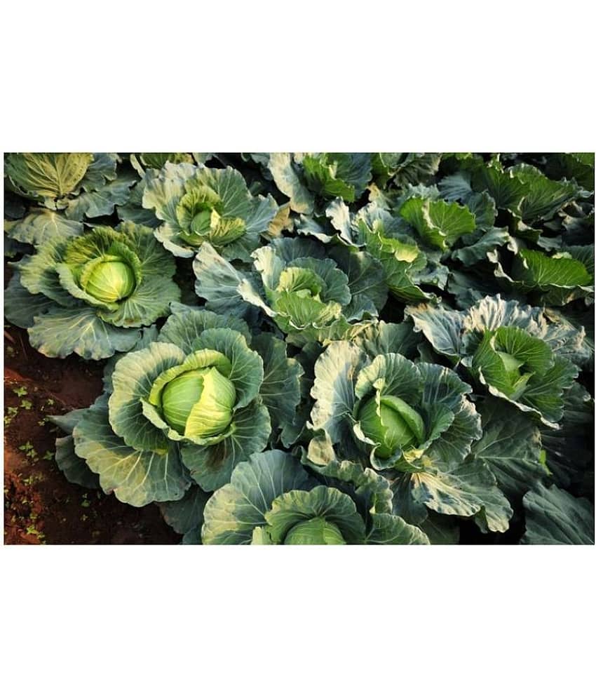 homeagro Cabbage hybrid Vegetable Seeds - 50 Seeds Pack view 2