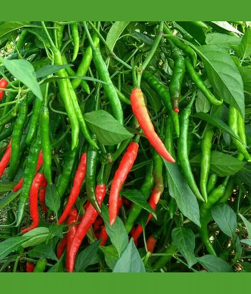 F1 Hybrid Chilli Mirchi Vegetable Seeds For Kitchen | Pack Of 20 view 2