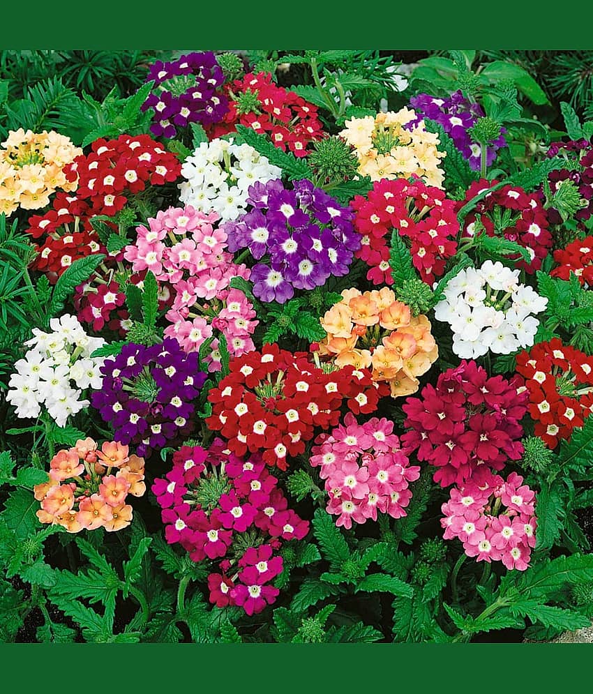 Leafy Tales Verbena- Flower Seeds for Balcony Gardening, 50 seeds view 2
