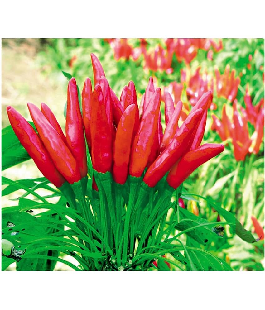 Recron Seeds Hot Pepper Red Chilli Sampurna - Vegetable Pack Of 50 Seeds view 2