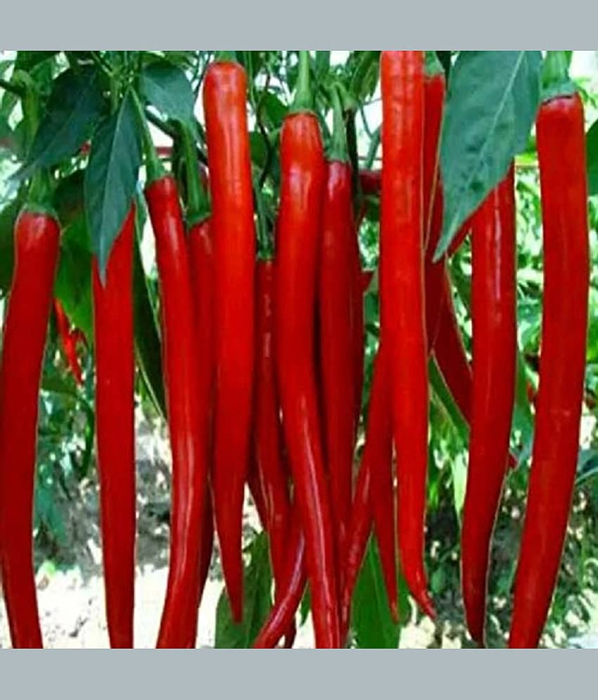 Recron Seeds - Chilli Vegetable ( 50 Seeds ) view 2