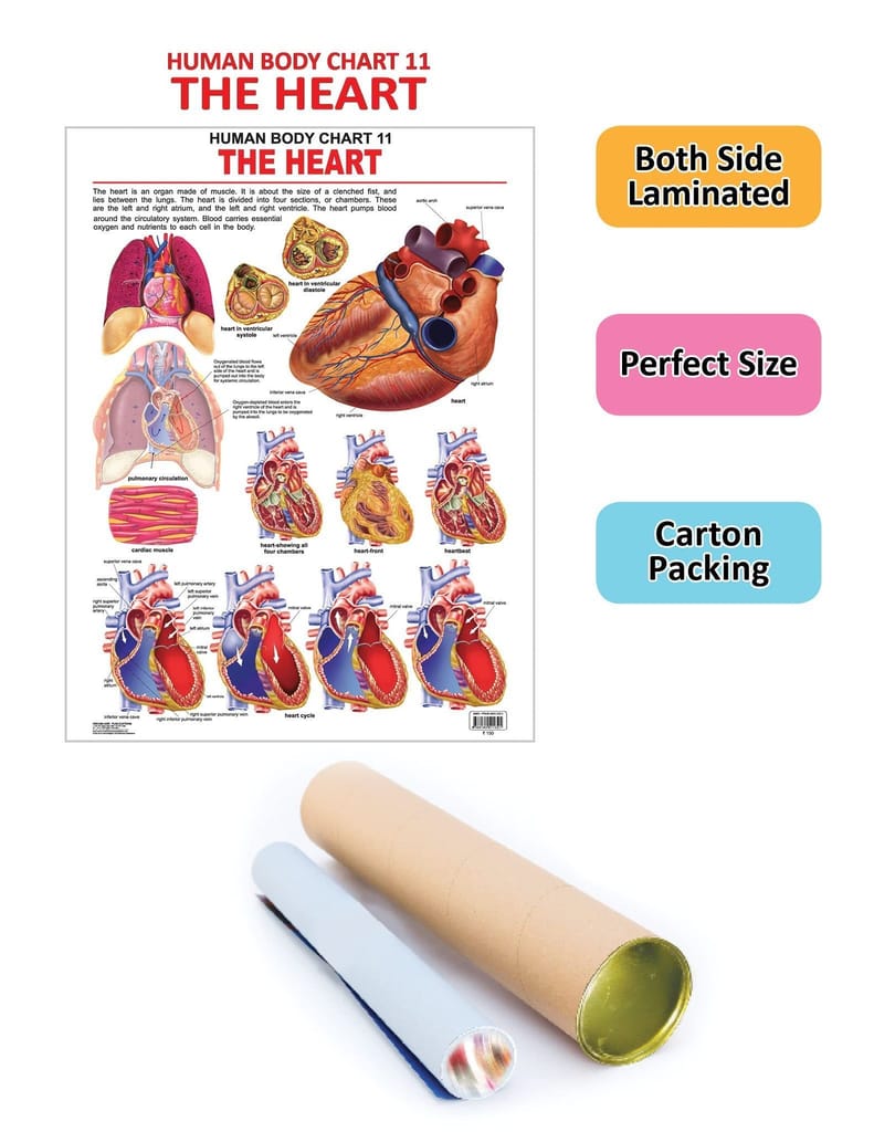 The Heart Wall Chart (Human Body Chart) - Both Side Hard Laminated (Size 48 x 73 cm) [Poster] Dreamland Publications view 2