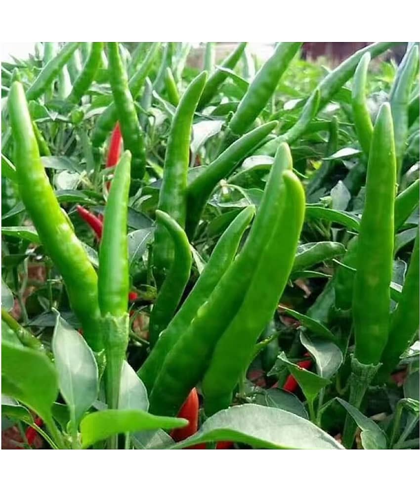 Pepper Chilli Hybrid Bengali Surajmukhi Type Seeds | 50 seeds view 2