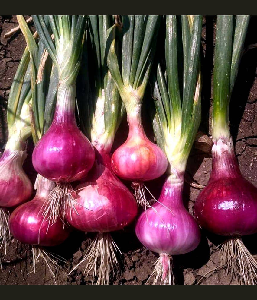Jignisha Seeds Onion Vegetable ( 500 Seeds ) view 2