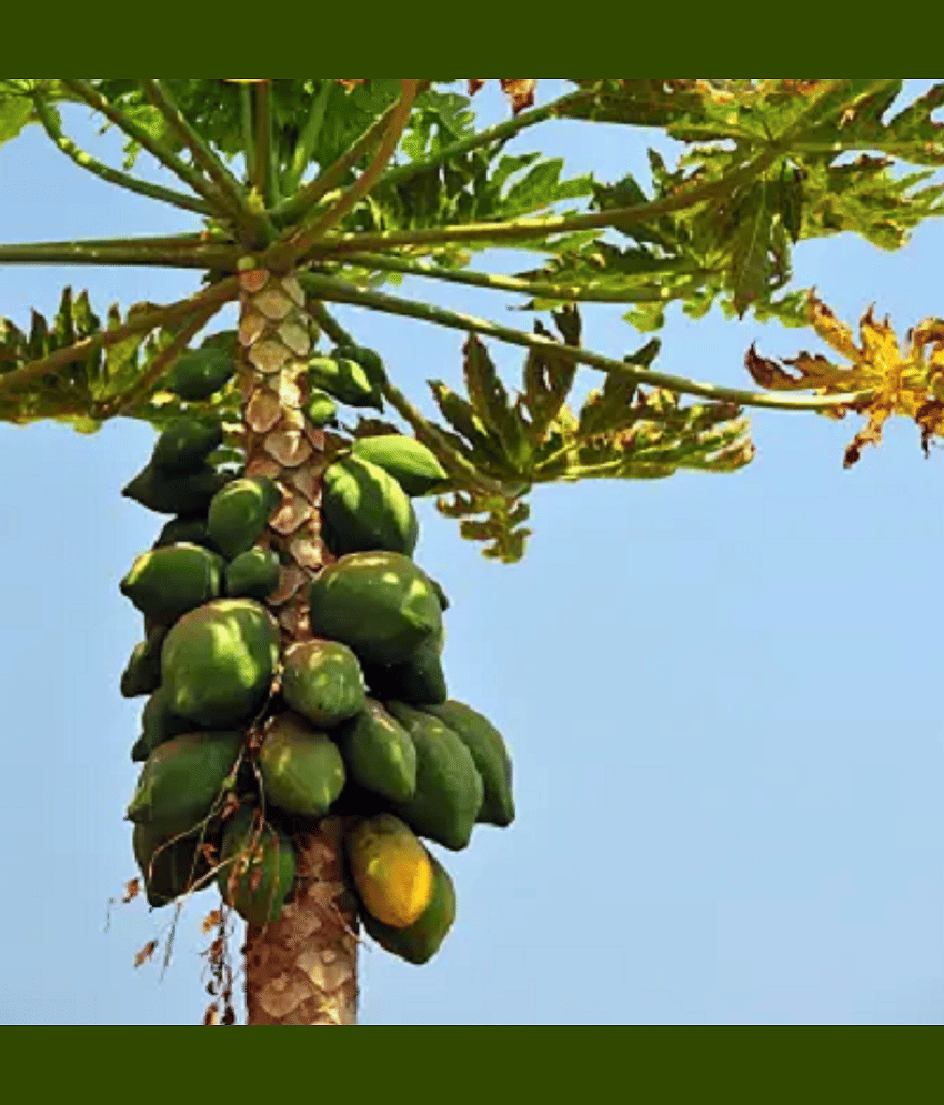 Jignisha Seeds Papaya Fruit ( 50 Seeds ) view 2