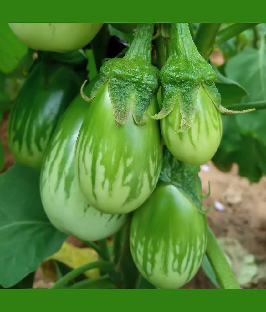 Jignisha Seeds Hybrid Brinjal Vegetable ( 50 Seeds ) view 2