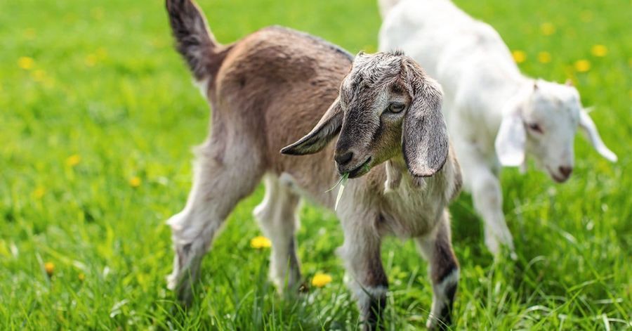 Live Goat Kid - 10 kg - One live goat kid view 2